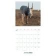 BBC EARTH 2025 SQUARE CALENDAR For Sale