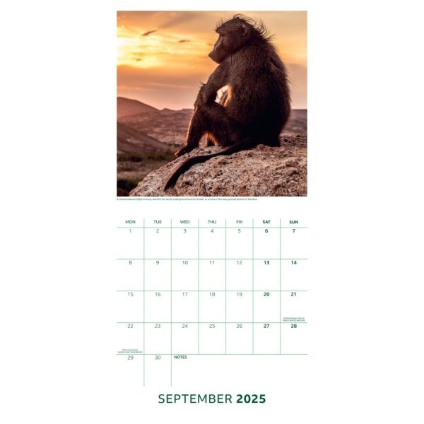 BBC EARTH 2025 SQUARE CALENDAR For Sale